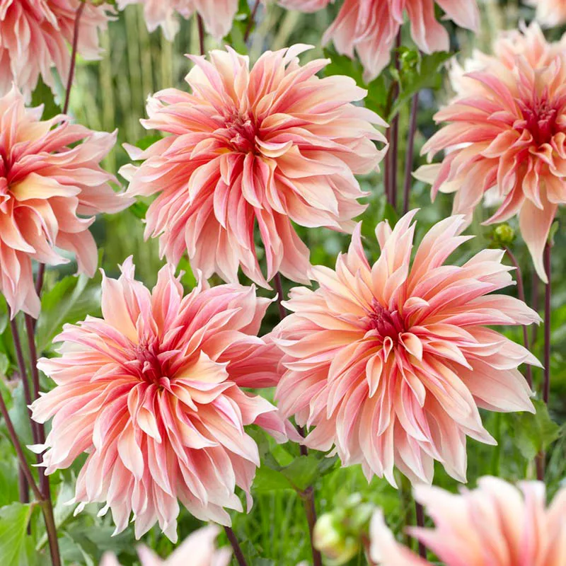 Labyrinth Dinnerplate Dahlia - Image 2