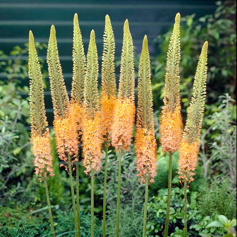 Cleopatra Foxtail Lily (Eremurus) - Image 2