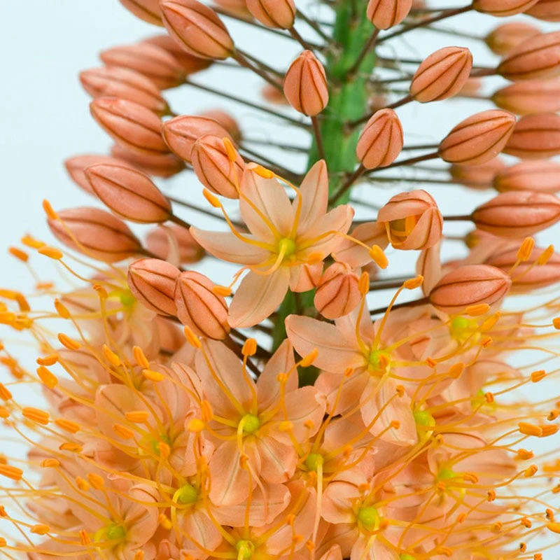 Cleopatra Foxtail Lily (Eremurus) - Image 3