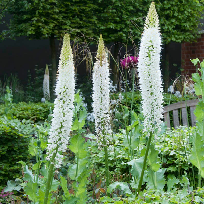Himalayan Foxtail Lily (Eremurus) - Image 2