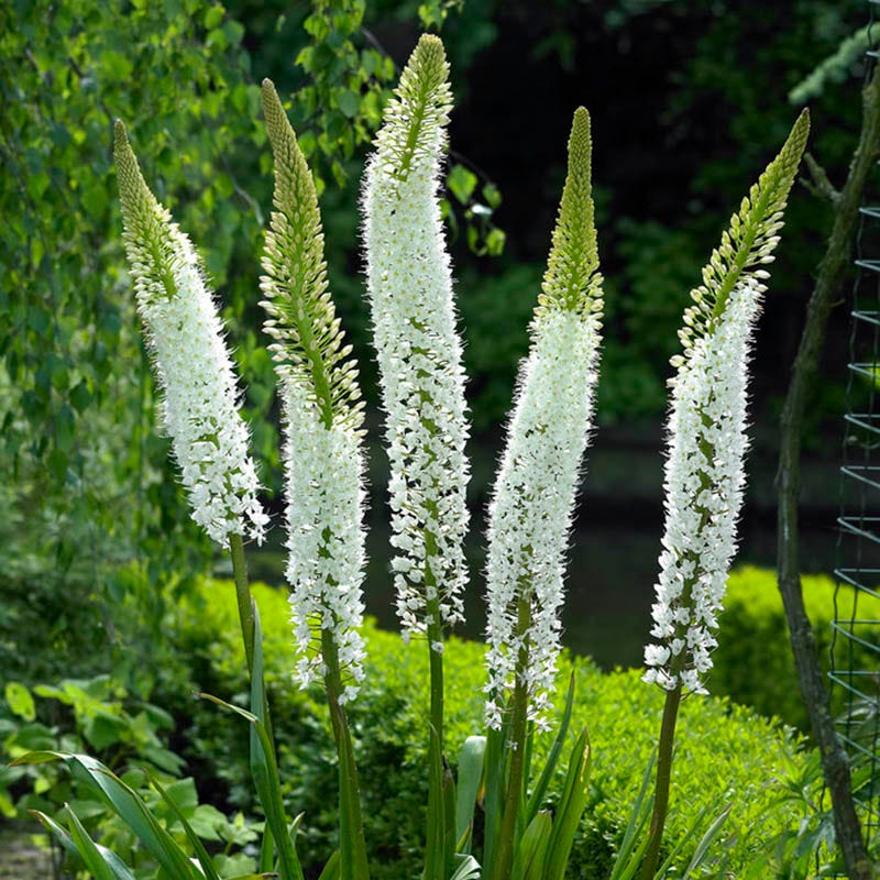 Himalayan Foxtail Lily (Eremurus) - Image 3