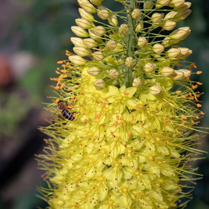 Yellow Foxtail Lily (Eremurus) - Image 2