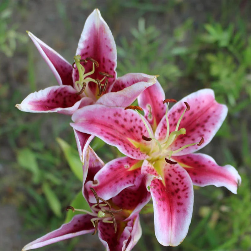 Bold & Hardy Summer Blooms Bulb Collection - Image 4