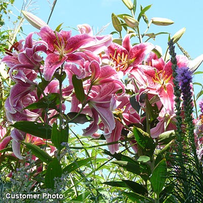 Stargazer Oriental Lily - Image 4