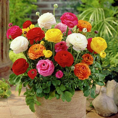Tecolote® Ranunculus Mix - Image 2