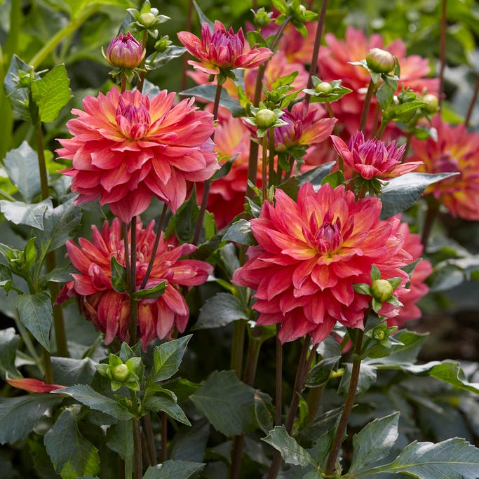 Fire Pot Semi-Dinnerplate Dahlia - Image 2