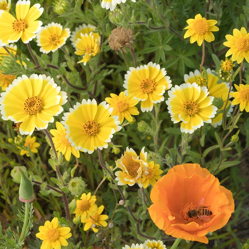 Western Xeriscape Wildflower Seed Mix - Image 2