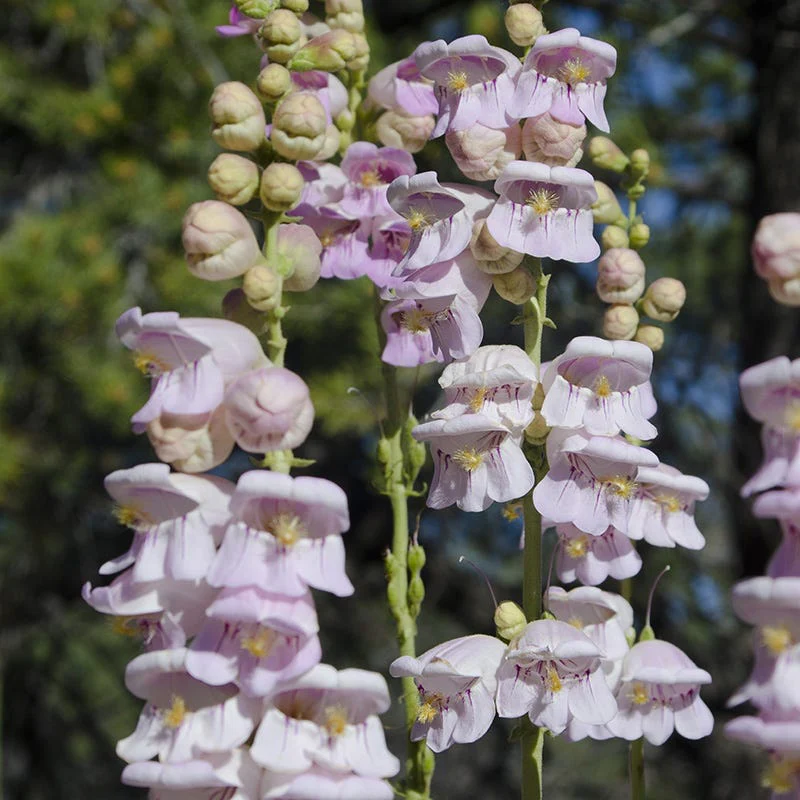 Western Hummingbird Wildflower Seed Mix - Image 3