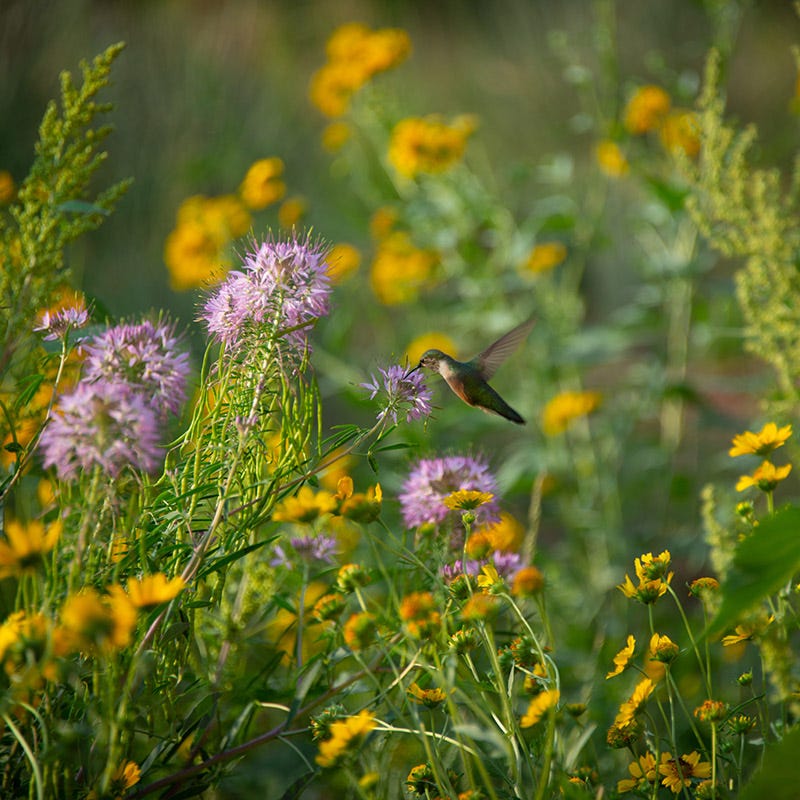 Native West Wildflower Seed Mix - Image 2