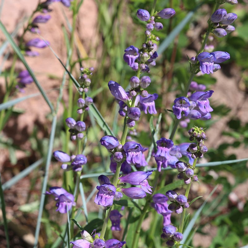 Western Perennial Wildflower Seed Mix - Image 2