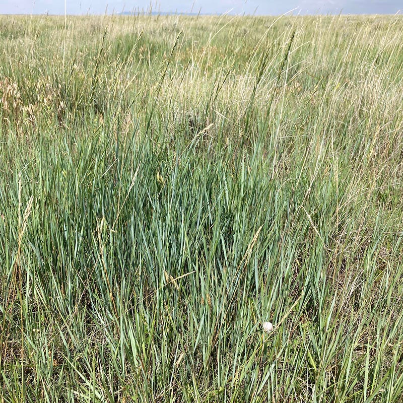 Western Trails Native Grass Seed Mix - Image 3