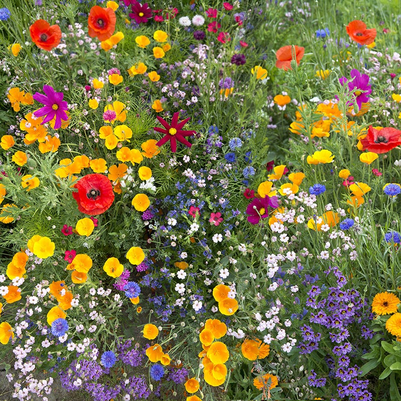 West Wildflower Seed Mix