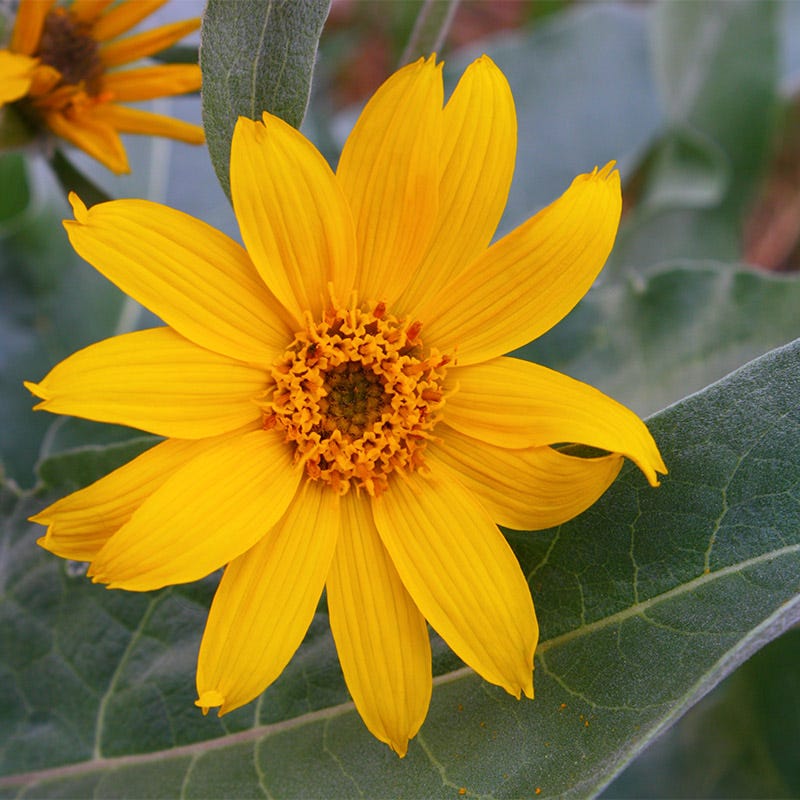 Mule's Ears Seeds (Wyethia) - Image 2