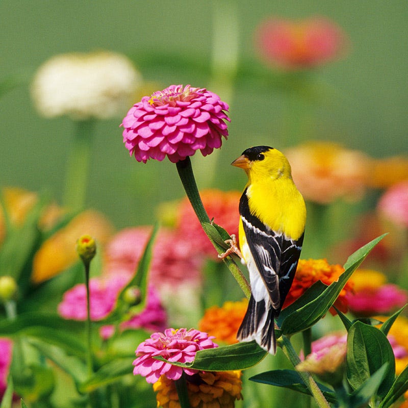 Zinnia Seeds - Image 3